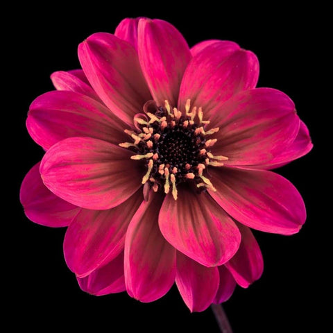 AF20110818 Dahlia 022C22 Gold Ornate Wood Framed Art Print with Double Matting by Frank, Assaf