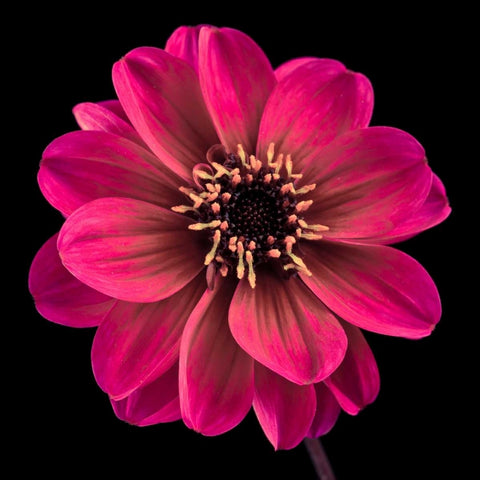 AF20110818 Dahlia 022C22 White Modern Wood Framed Art Print with Double Matting by Frank, Assaf