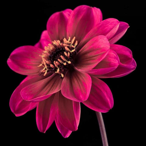 AF20110818 Dahlia 046C22 Gold Ornate Wood Framed Art Print with Double Matting by Frank, Assaf