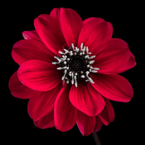 AF20110818 Dahlia 022C23 Black Ornate Wood Framed Art Print with Double Matting by Frank, Assaf