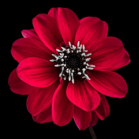 AF20110818 Dahlia 022C23 Black Modern Wood Framed Art Print by Frank, Assaf