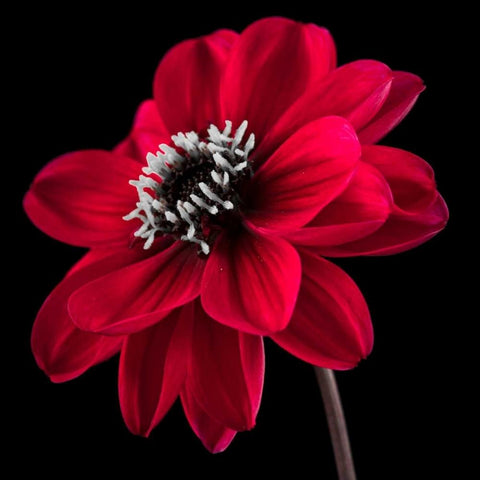 AF20110818 Dahlia 046C23 White Modern Wood Framed Art Print by Frank, Assaf