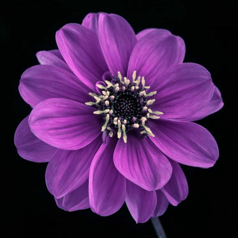 AF20110818 Dahlia 022C24 Gold Ornate Wood Framed Art Print with Double Matting by Frank, Assaf