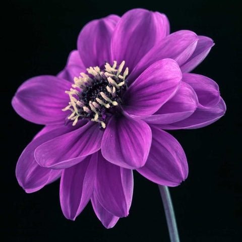 AF20110818 Dahlia 046C24 White Modern Wood Framed Art Print by Frank, Assaf