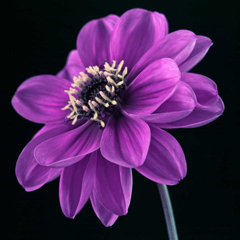 AF20110818 Dahlia 046C24 White Modern Wood Framed Art Print with Double Matting by Frank, Assaf