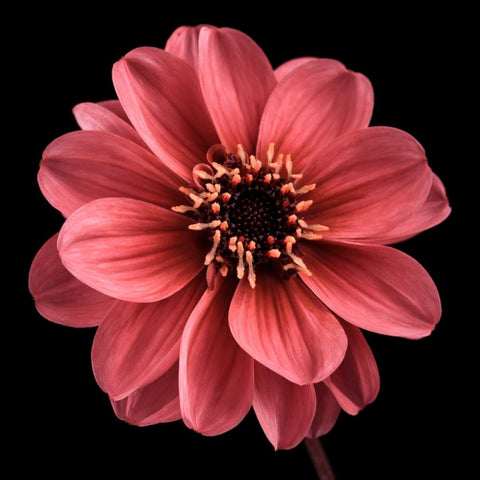 AF20110818 Dahlia 022C25 Black Ornate Wood Framed Art Print with Double Matting by Frank, Assaf