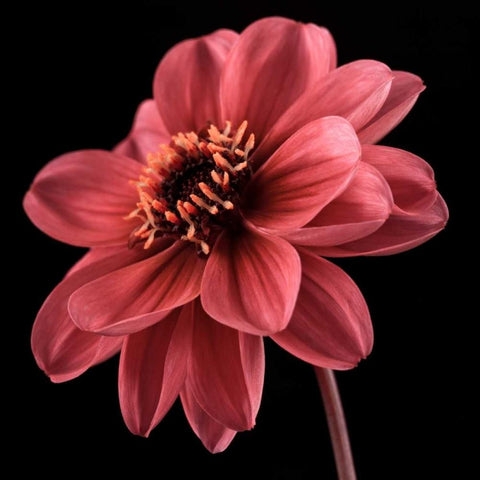 AF20110818 Dahlia 046C25 Gold Ornate Wood Framed Art Print with Double Matting by Frank, Assaf