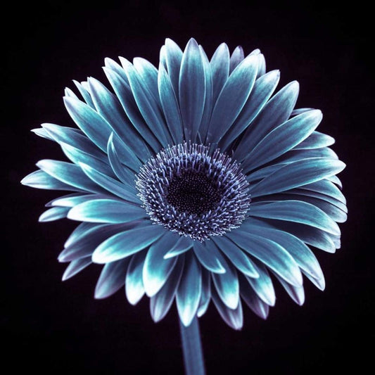 Image Only