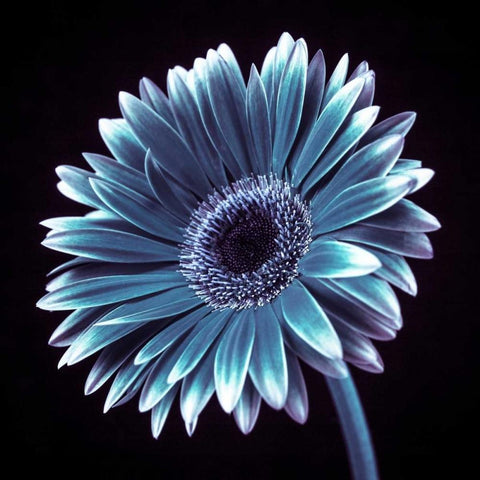 AF20120911 Gerbera 036C18 Black Modern Wood Framed Art Print with Double Matting by Frank, Assaf