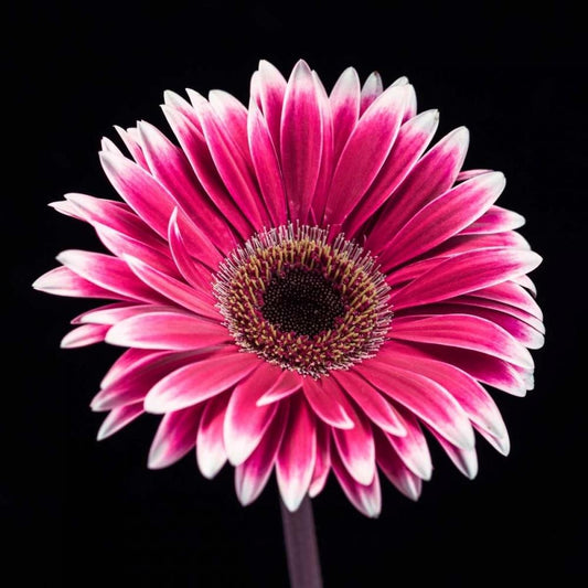 Image Only