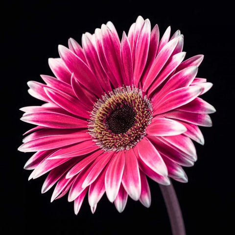 AF20120911 Gerbera 036C19 White Modern Wood Framed Art Print by Frank, Assaf