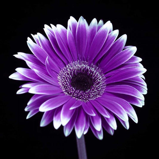 Image Only