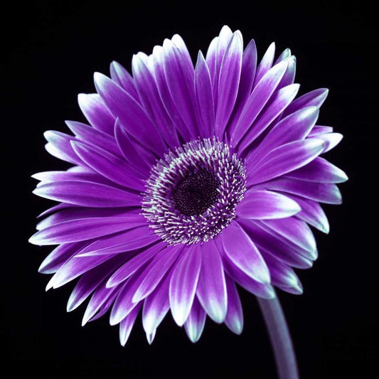 Image Only