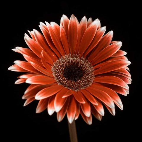 AF20120911 Gerbera 015C22 White Modern Wood Framed Art Print by Frank, Assaf