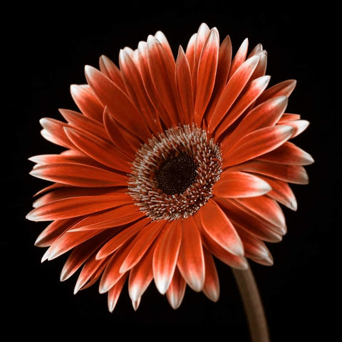 AF20120911 Gerbera 036C22 White Modern Wood Framed Art Print with Double Matting by Frank, Assaf