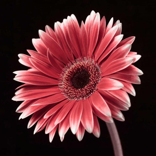 Image Only