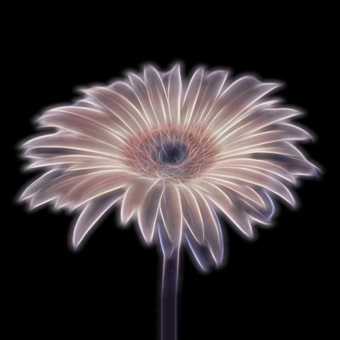 FTBR 1656 Gerbera Black Modern Wood Framed Art Print with Double Matting by Frank, Assaf