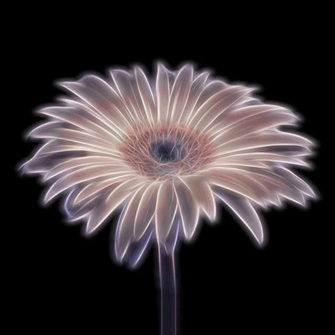 FTBR 1657 Gerbera White Modern Wood Framed Art Print by Frank, Assaf