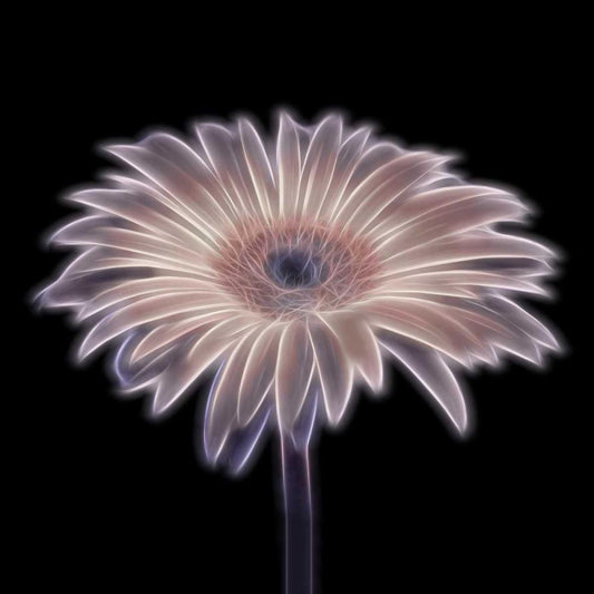 Image Only