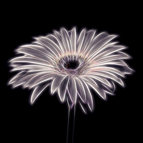 FTBR 1658 Gerbera Black Modern Wood Framed Art Print with Double Matting by Frank, Assaf