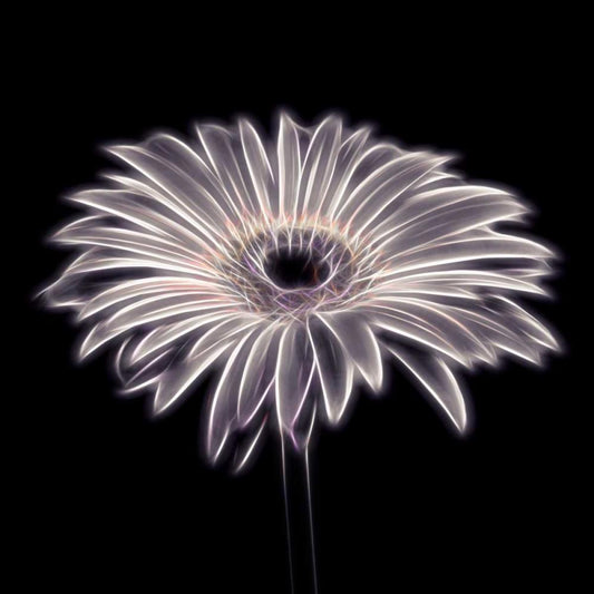 Image Only