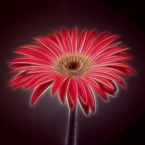 AF20110820 Gerbera 023C03P2P Black Modern Wood Framed Art Print with Double Matting by Frank, Assaf