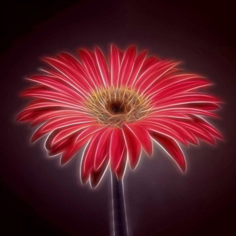 AF20110820 Gerbera 023C03P2PC01 Black Modern Wood Framed Art Print with Double Matting by Frank, Assaf