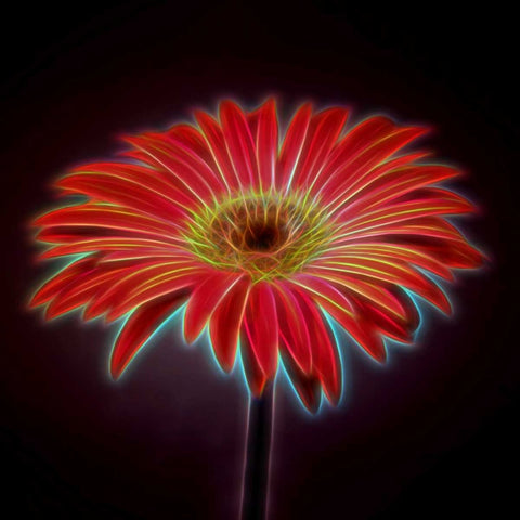 AF20110820 Gerbera 023C03PP White Modern Wood Framed Art Print with Double Matting by Frank, Assaf