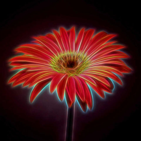 AF20110820 Gerbera 023C03PP Black Modern Wood Framed Art Print with Double Matting by Frank, Assaf