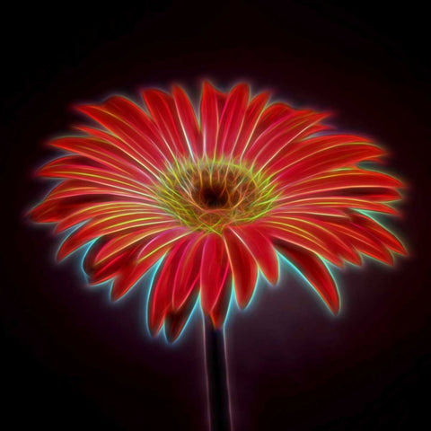 AF20110820 Gerbera 023C03PPC01 White Modern Wood Framed Art Print with Double Matting by Frank, Assaf