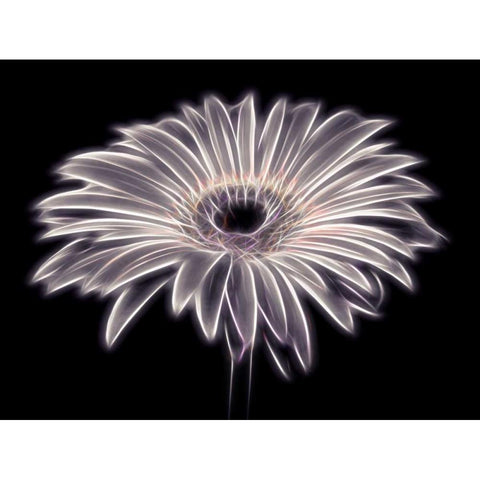 AF20110820 Gerbera 021PTGBF2C01 White Modern Wood Framed Art Print by Frank, Assaf