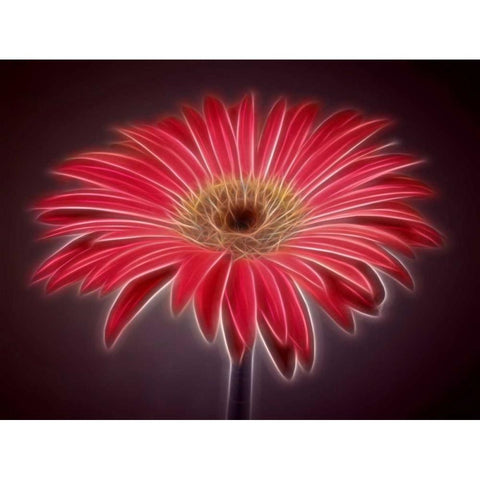 AF20110820 Gerbera 023C03P-2 Gold Ornate Wood Framed Art Print with Double Matting by Frank, Assaf