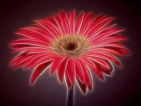 AF20110820 Gerbera 023C03P-2 White Modern Wood Framed Art Print with Double Matting by Frank, Assaf