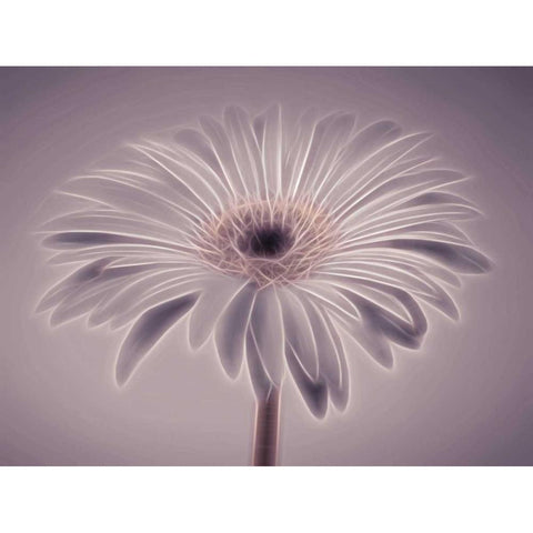 AF20110820 Gerbera 028C01PC02 Black Modern Wood Framed Art Print with Double Matting by Frank, Assaf