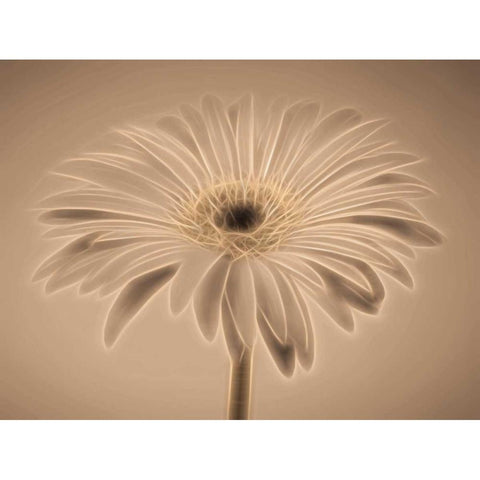 AF20110820 Gerbera 028C01PC04 Black Modern Wood Framed Art Print with Double Matting by Frank, Assaf