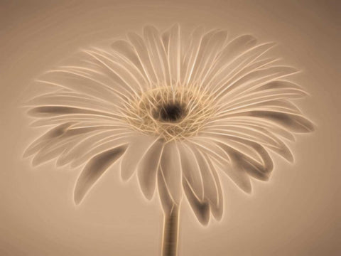 AF20110820 Gerbera 028C01PC04 White Modern Wood Framed Art Print with Double Matting by Frank, Assaf