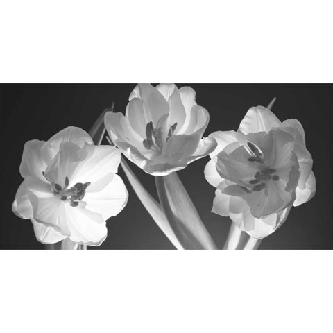 Tulips, black and white White Modern Wood Framed Art Print by Frank, Assaf