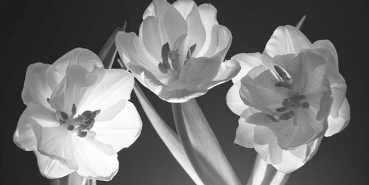 Image Only