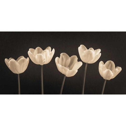 Five Tulips in a row White Modern Wood Framed Art Print by Frank, Assaf