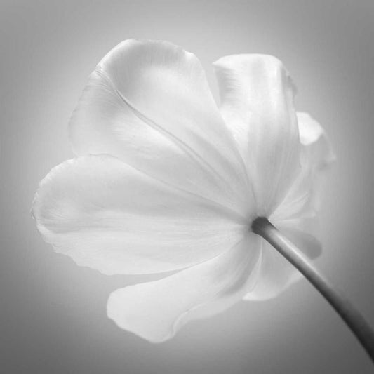 Image Only