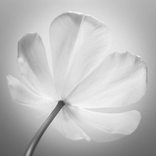 Image Only