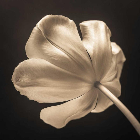 Image Only