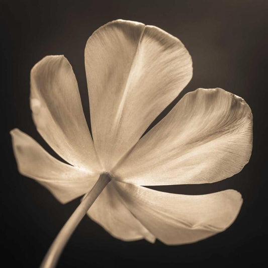 Image Only