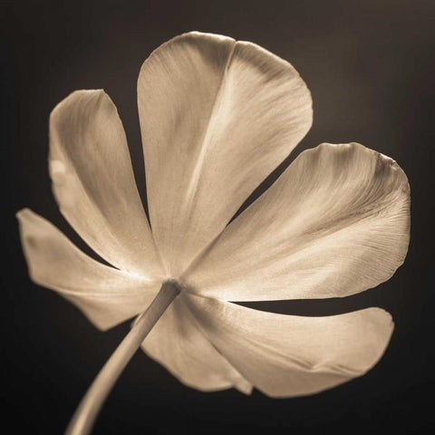 Tulip flower, close-up Black Modern Wood Framed Art Print with Double Matting by Frank, Assaf
