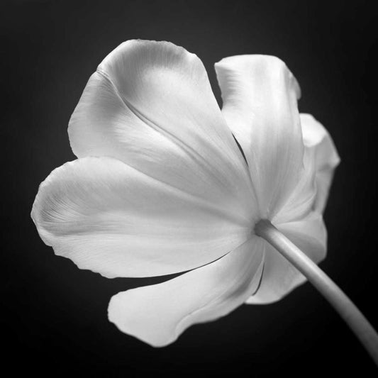 Image Only