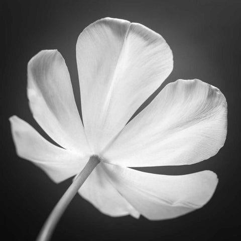 Tulip flower, close-up, AF20120427-600 White Modern Wood Framed Art Print with Double Matting by Frank, Assaf