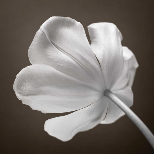 Image Only