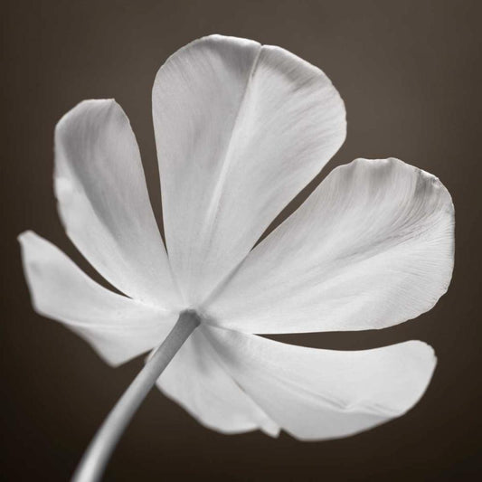 Image Only