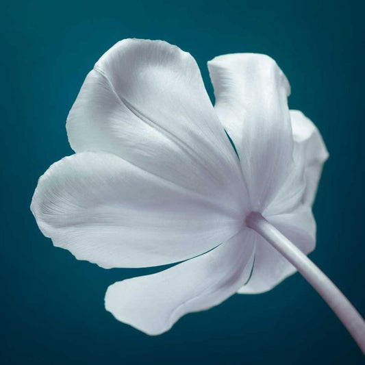 Image Only
