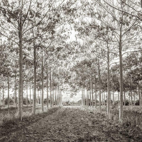 Pathway through trees in forest, AF20151226-078C01 White Modern Wood Framed Art Print by Frank, Assaf